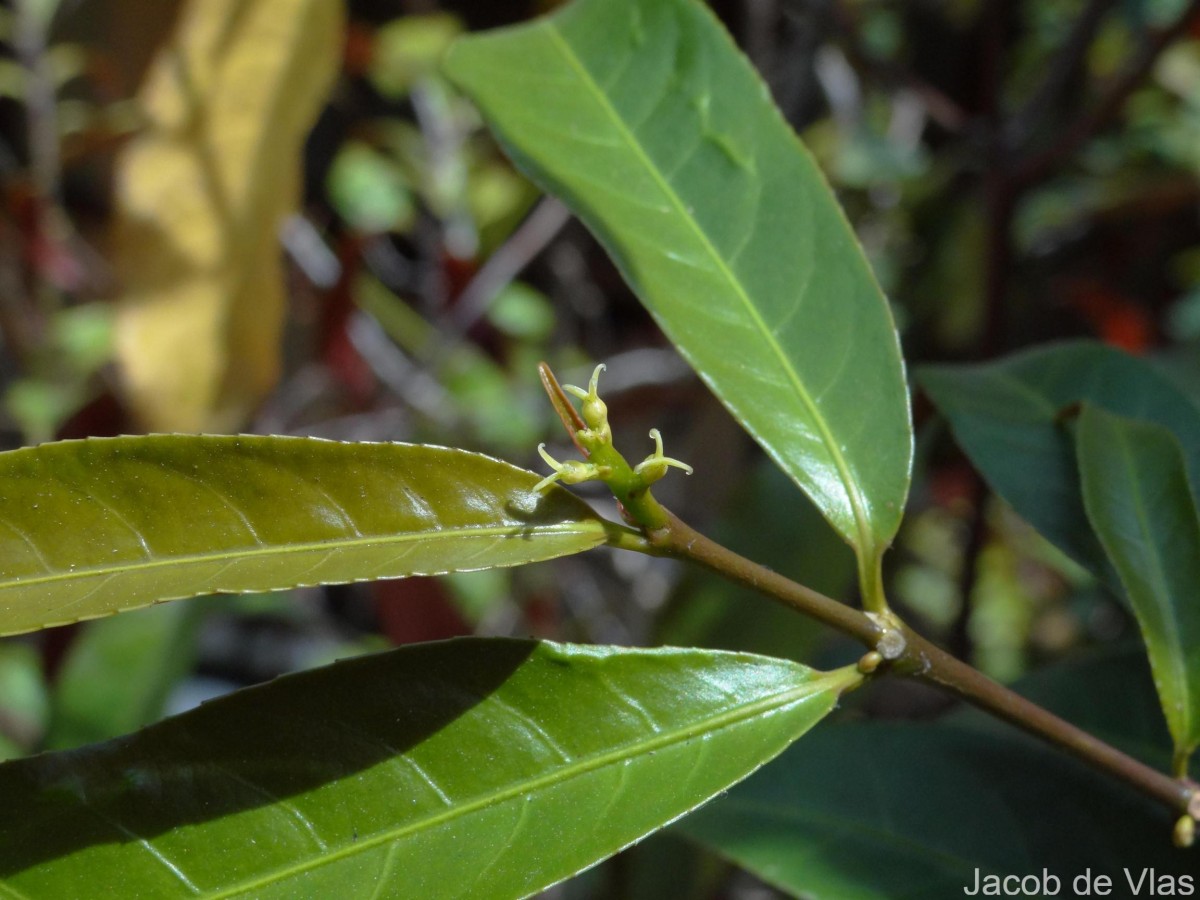 Excoecaria cochinchinensis Lour.